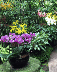 National Orchid Garden