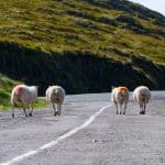 Sheep on road, Ireland