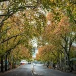 Tree lined streets, Adelaide