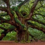 Ancient trees in Aiken, Georgia