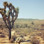 NRL Las Vegas 2026 11-Night High Stakes Luxury Tour-13