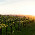 Vineyard, Carcassonne, France