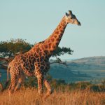 Giraffe, South Africa