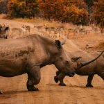 Rhinos, South Africa