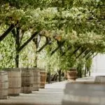 Wine barrels at a Douro quinta — Events Travel
